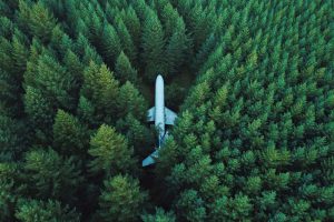 plane-in-forest