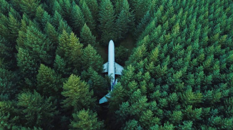 plane in forest